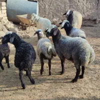 بره مناسب قربانی|حیوانات مزرعه|آبگرم, |دیوار