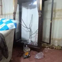 فروش بوفه جهت نگهداری عروس وپرنده