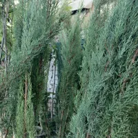 موسسه تولید به مصرف(گل)|خدمات باغبانی و درختکاری|رفسنجان, |دیوار