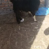 بز محلی شیری و بزغاله نر