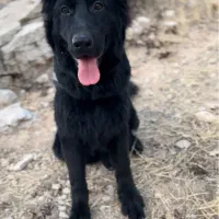 توله نر بلک ژرمن شپرد شولاین