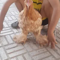 فروش مرغ تخمگذار. پا پر  و محلی تخم مرغ بزرگ|حیوانات مزرعه|ابهر, |دیوار