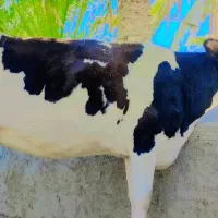 گاو شیری|حیوانات مزرعه|سراوان, |دیوار