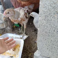 فروش یک جفت جوجه لاری ۳ ماهه و گلین ۴/۵ ماهه اصل|حیوانات مزرعه|داراب, |دیوار