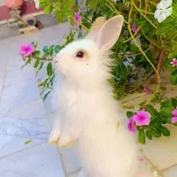 واگذاری خرگوش نر بالغ سفید