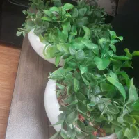 دو عدد گل و گلدان