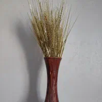 گندم تزیینی