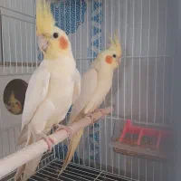 عروس هلندی لوتینو