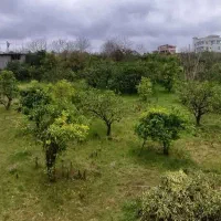 باغ مرکبات 1200 متر کاملا داخل بافت