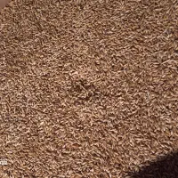 جو گندم|لوازم جانبی حیوانات|کبودرآهنگ, |دیوار