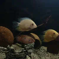 فروش اکواریوم با تمام لوازم زیر قیمت ۴/۳۰۰ میلیون