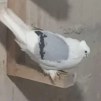 سوز نر|پرنده|بوشهر, |دیوار