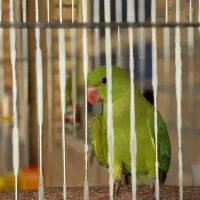 * طوطی گم شده*