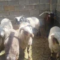 فروش بره و چبش چاق