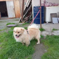 سگ پاکوتاه|حیوانات|آق قلا, |دیوار