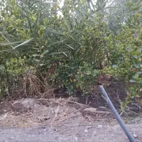 نهال لیمو ترش