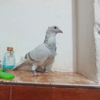 کاکلی|پرنده|خواف, |دیوار