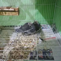 عروس هلندی جوجه. و  نر و ماده مولد