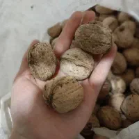 عسل .گردو شیره انگور|خوردنی و آشامیدنی|اسلام‌شهر, شهرک سعیدیه|دیوار