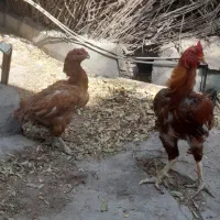 خروس و مرغ لاری