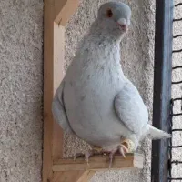 کبوتر نقره‌ای