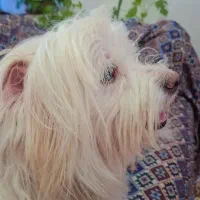 سگ باهوش حرف گوش کن|سگ|اهواز, کوی طالقانی|دیوار