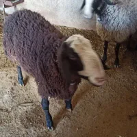 بره نر گوشتی|حیوانات مزرعه|آبیک, |دیوار