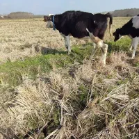 چندین راس گاو گوساله لیشه سیمینتال تلیسه|حیوانات مزرعه|رشت, بلوار گیلان|دیوار