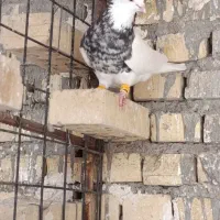 ‌کبوتر‌ ‌ طوقی‌