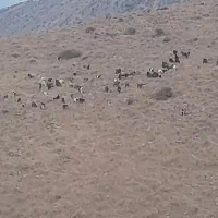 بره ضعیف مخصوص پروار