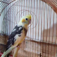 عروس هلندی تازه متولد