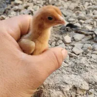 جوجه لاری و تخم لاری