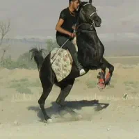 اسب|اسب و تجهیزات اسب‌سواری|دهاقان, |دیوار