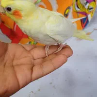 عروس هلندی نر