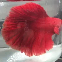 ۲۰ عدد فایتر هافمون گریدaa مولد