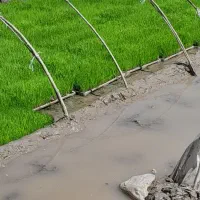 ۹۰ باکس هاشمی درجه یک
