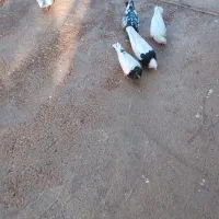 کبوتر