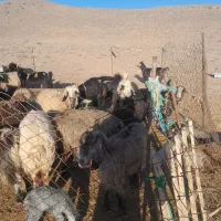 میش و بز|حیوانات مزرعه|پاسارگاد, |دیوار