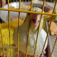 ۳عدد عروس هلندی بالغ ‌‌با سلامتی کامل  ‌|پرنده|عجب شیر, |دیوار