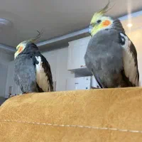 دو عدد عروس هلندی نر و ماده به همراه دو قفس|پرنده|تهران, توحید|دیوار