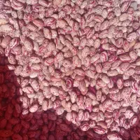 لوبیا چیتی کشت تازه