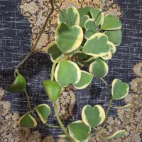 گل طبیعی .هویا (کری)ابلق و سبز|گل و گیاه طبیعی|تهران, شهید فکوری|دیوار