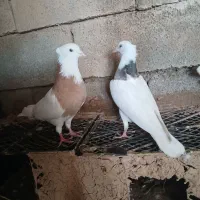 اهواز غیزانیه