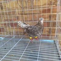 فروش کوهی کرم شکلاتی