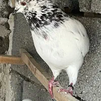 حدودا ۵۰تا غریب گیری سالم