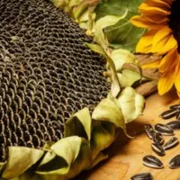 خریدار تخمه افتابگردان