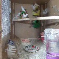 ۱۴عدد فنچ که تخم وجوجه میدن