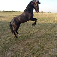 اسب گورد سر دم گیر خیلی آرم وجیب سواری دار