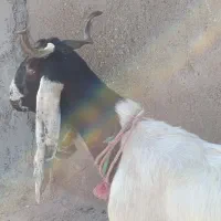 بز افقانی آبستن جهت فروش قیمت 145/000/000|حیوانات مزرعه|اهواز, منازل کارون|دیوار