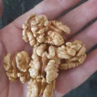 مغزگردو تازه پر چرب